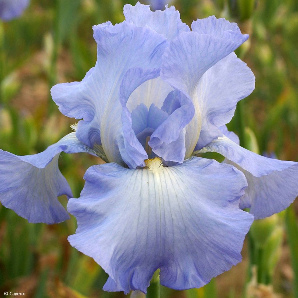 Iris germanica Joyful Skies - Baardiris
