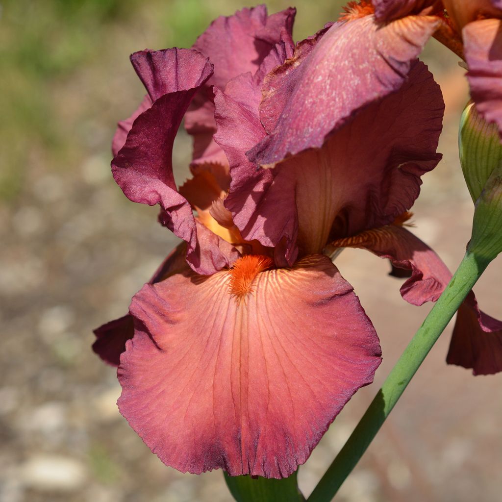 Iris germanica Ruby Mine - Baardiris
