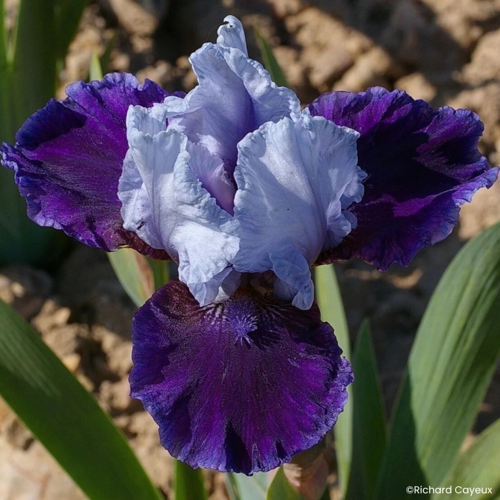 Iris germanica Mariposa Wizard - Baardiris