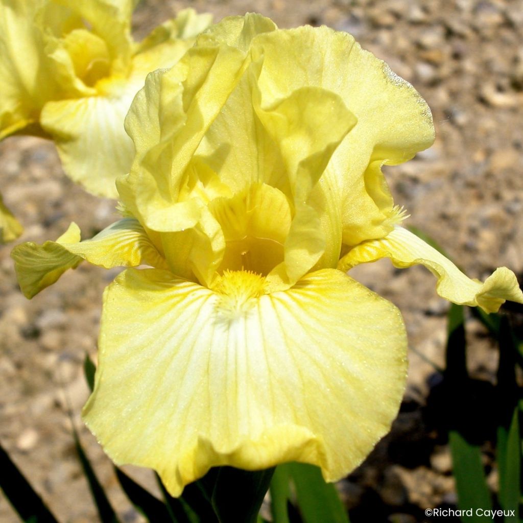 Iris Barbata-Media Maui Moonlight - Baardiris