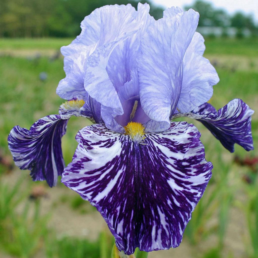 Iris germanica Millenium Falcon - Iris des Jardins.