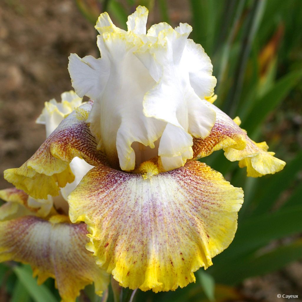 Iris germanica Ring Around Rosie - Baardiris