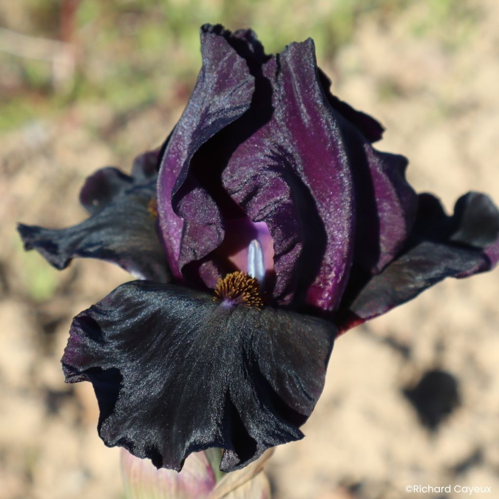 Iris germanica Sinister Desire - Baardiris