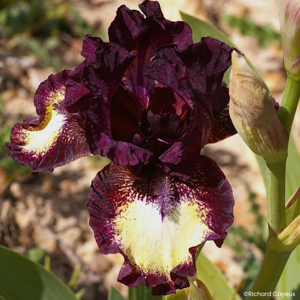 Iris germanica Spectator - Baardiris