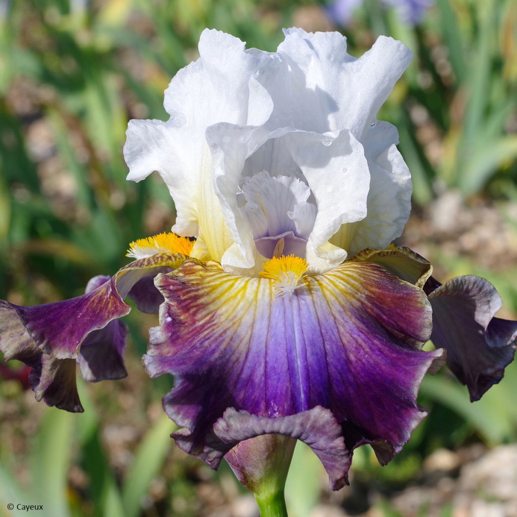 Iris germanica Surface Irisée - Baardiris