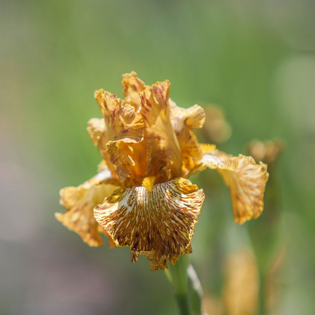 Iris germanica Tiger Honey - Baardiris