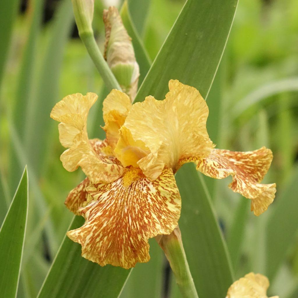 Iris germanica Tiger Honey - Baardiris