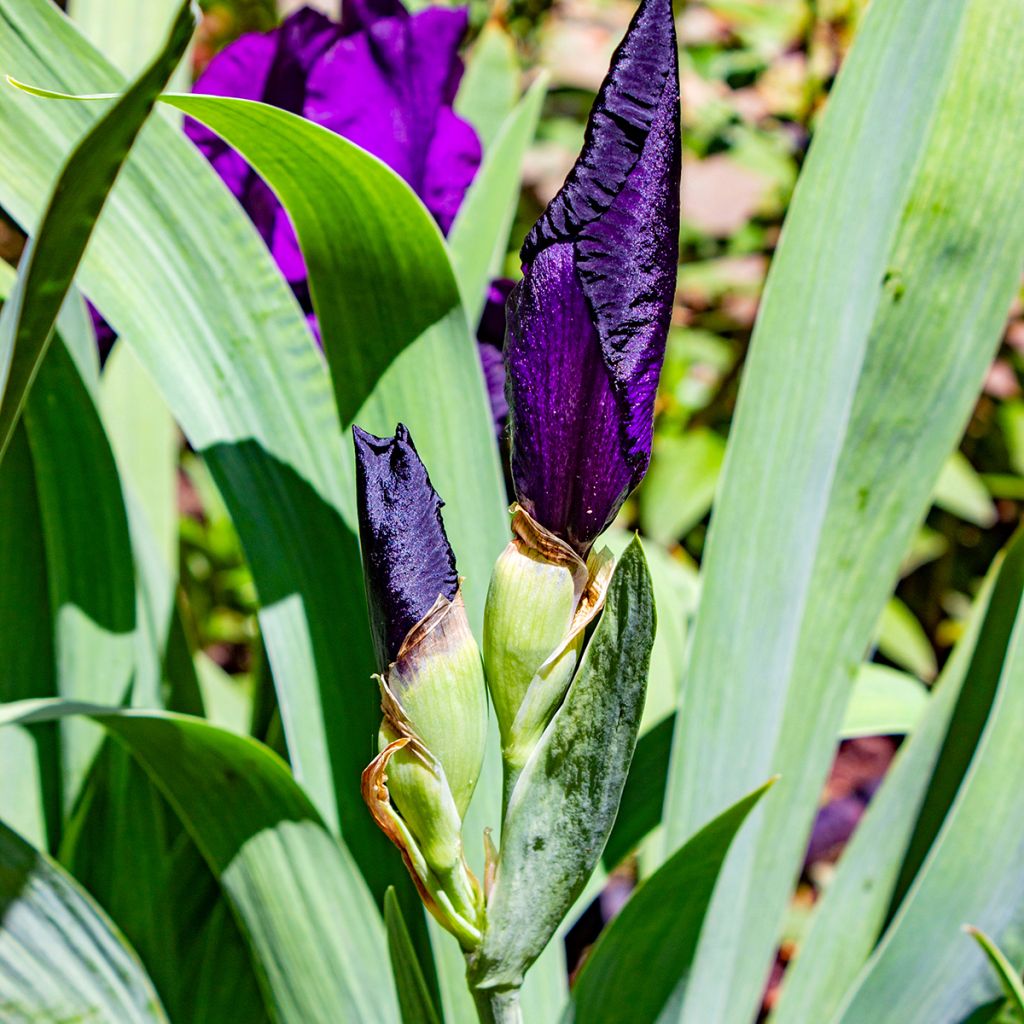 Iris germanica Tuxedo - Baardiris