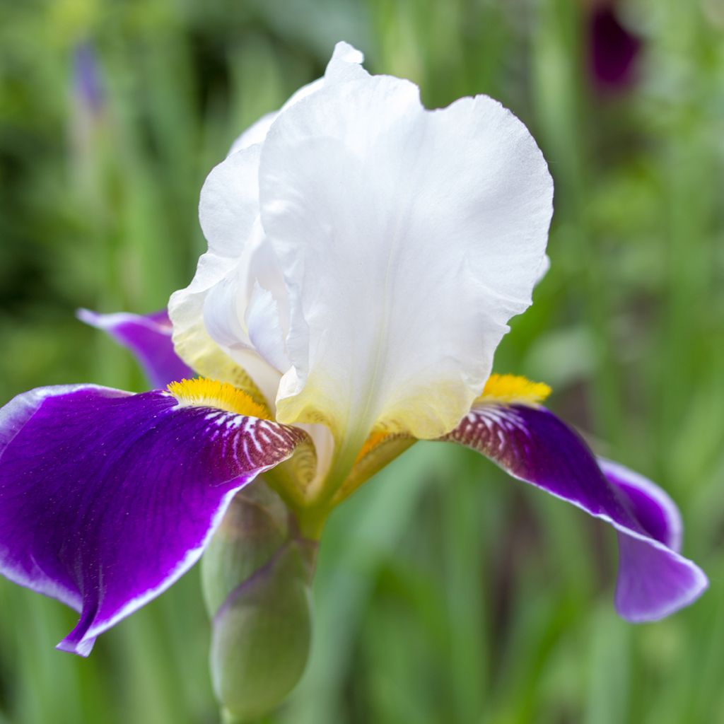 Iris germanica Wabash - Baardiris