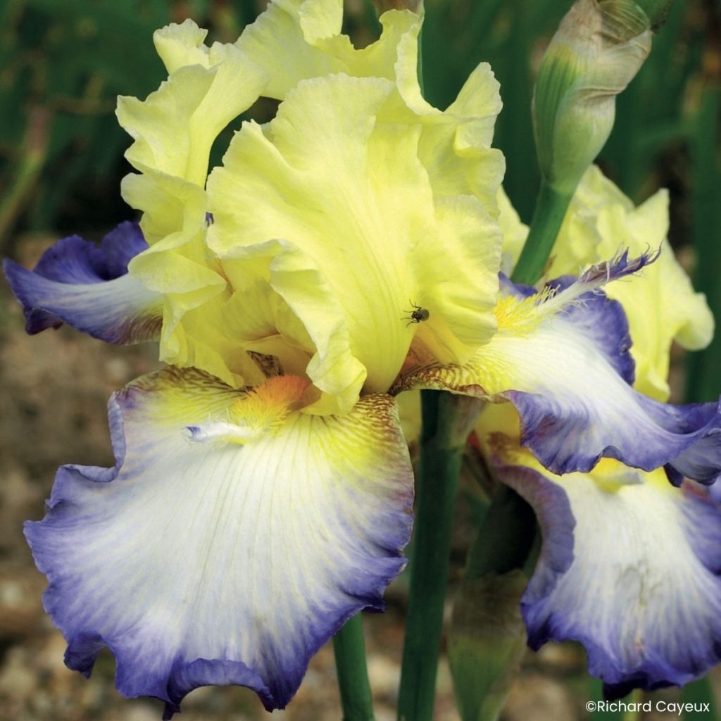 Iris germanica Échassier - Baardiris