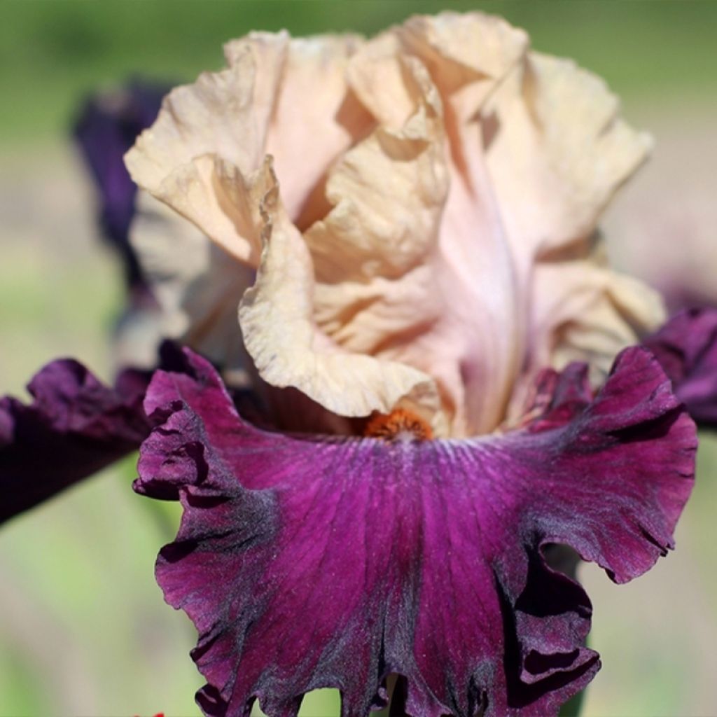 Iris germanica Sacrée Gralée - Iris des Jardins