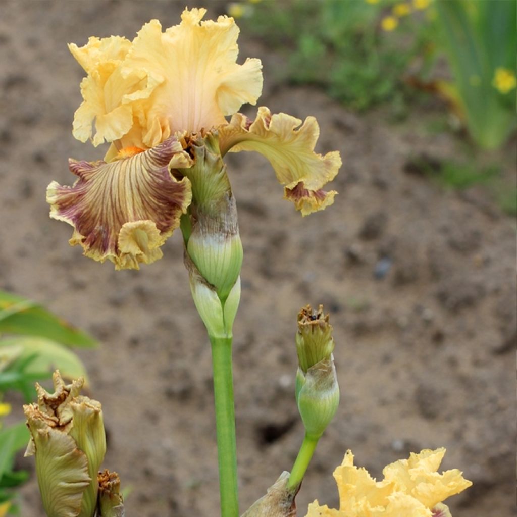 Iris germanica Vieilles Vignes - Iris des Jardins