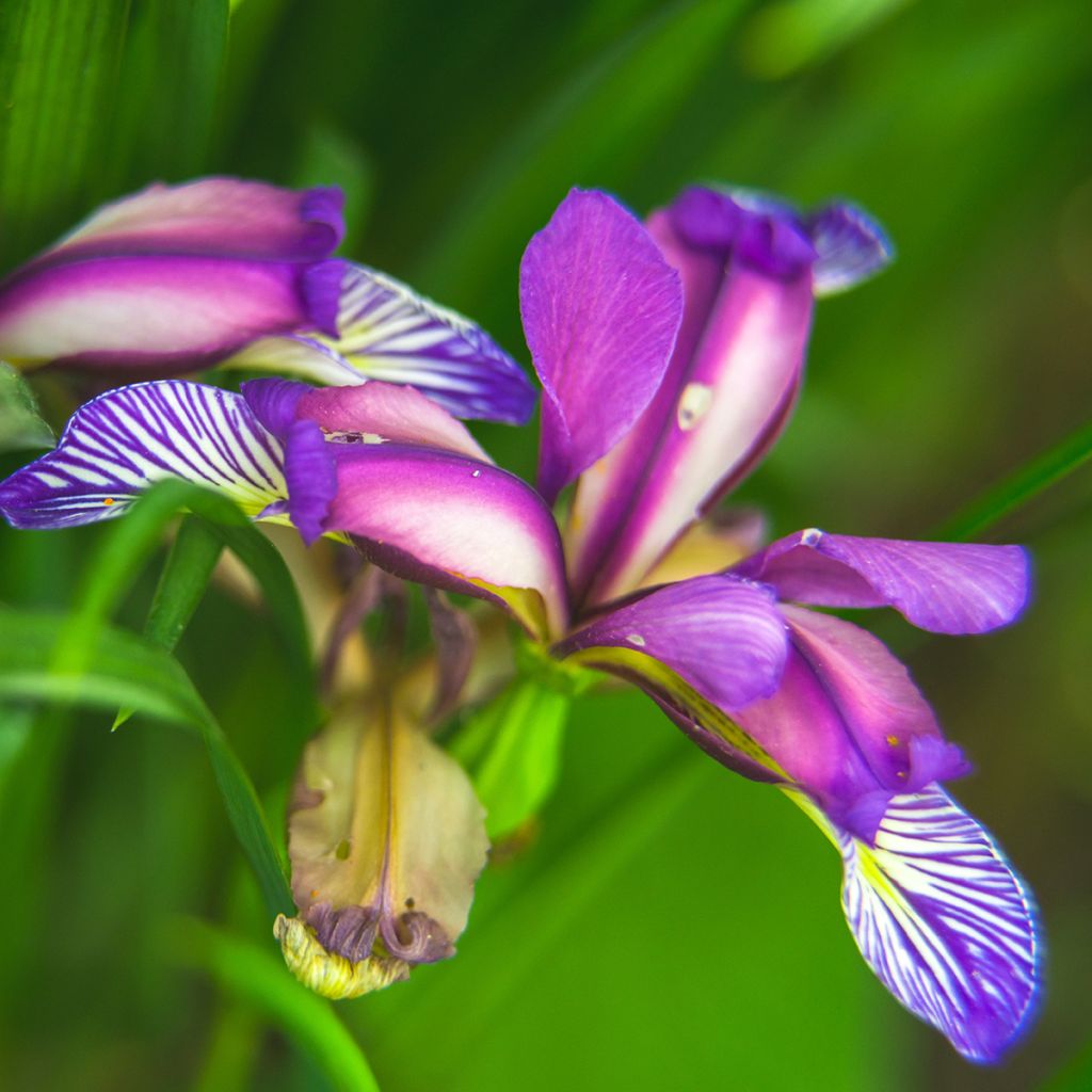 Iris graminea - Grasiris