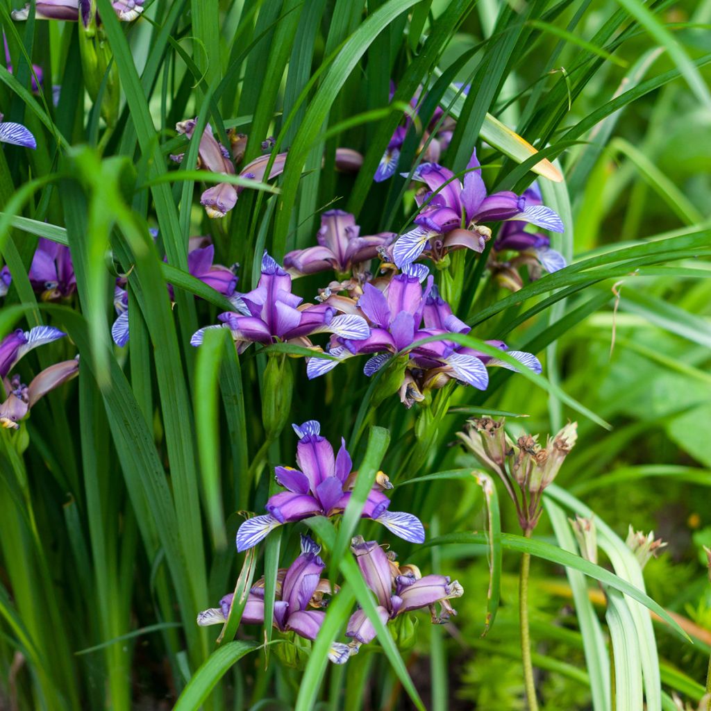 Iris graminea - Grasiris