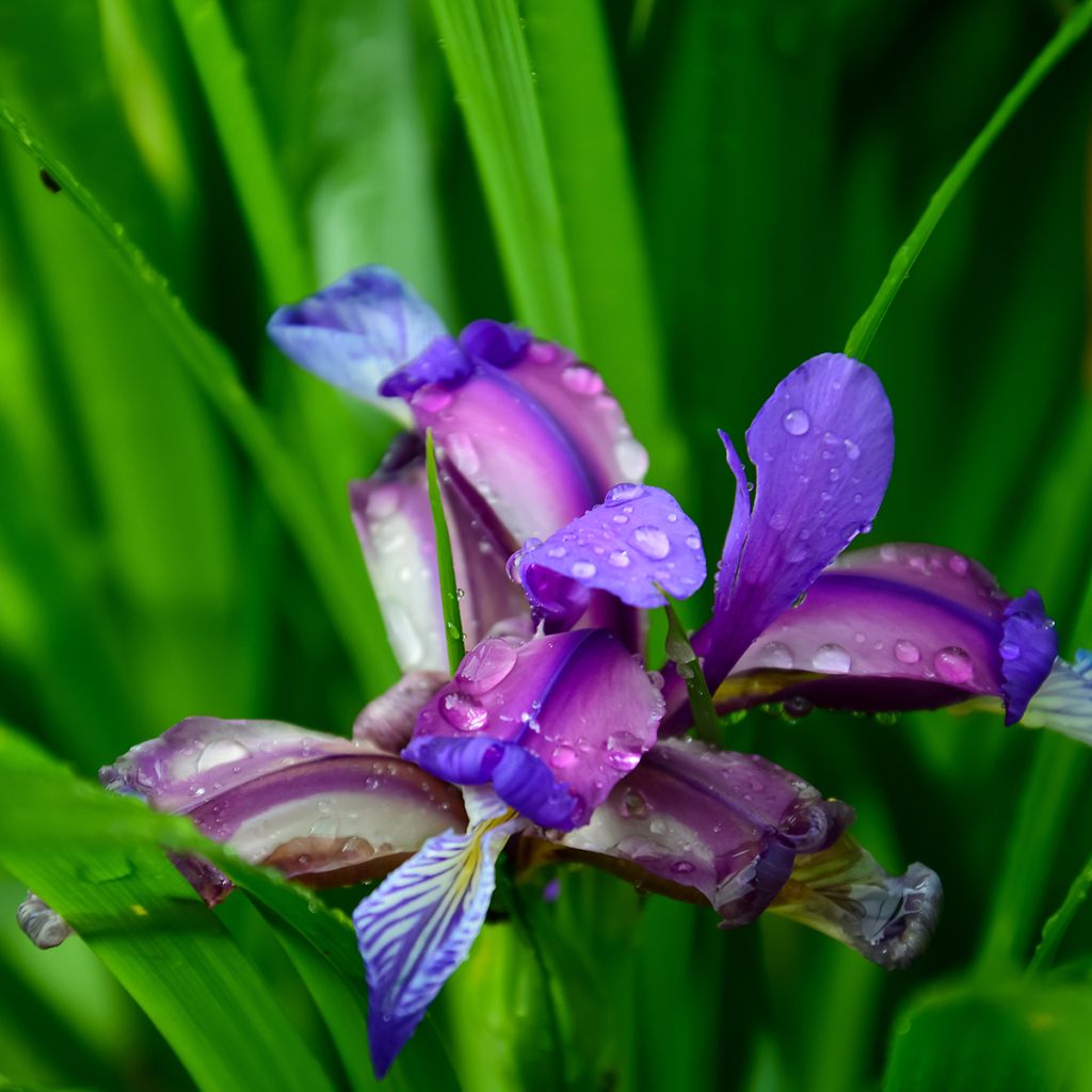 Iris graminea - Grasiris