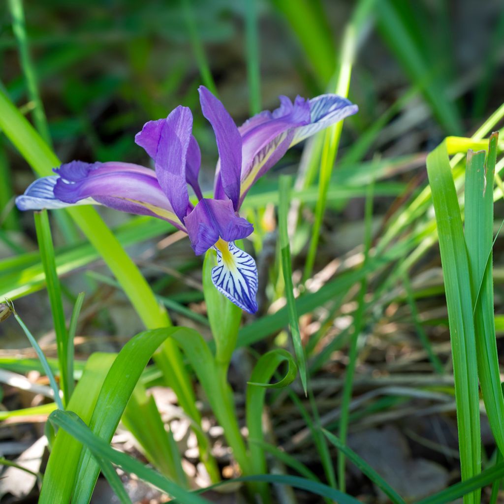 Iris graminea - Grasiris