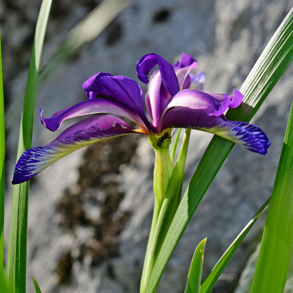Iris graminea - Grasiris