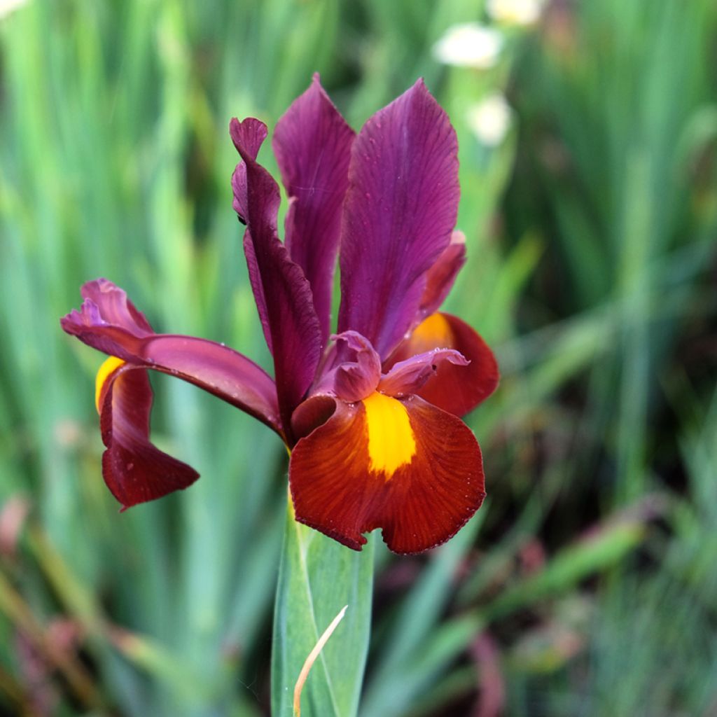 Iris hollandica Red Ember - Hollandse iris