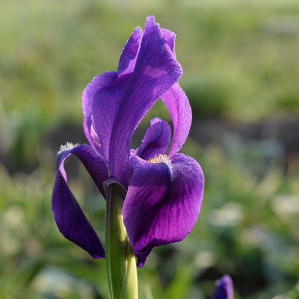Iris hoogiana