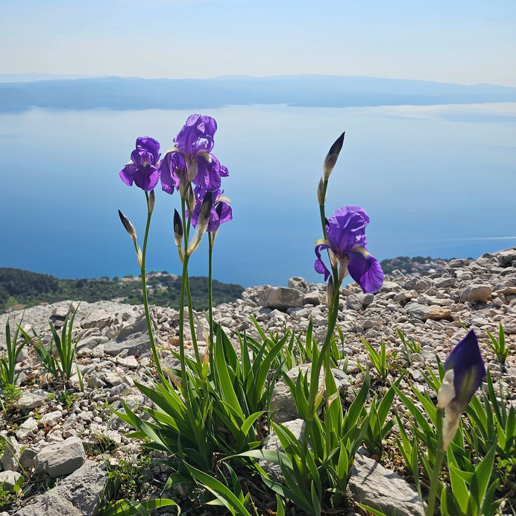 Iris illyrica - Dalmatische iris