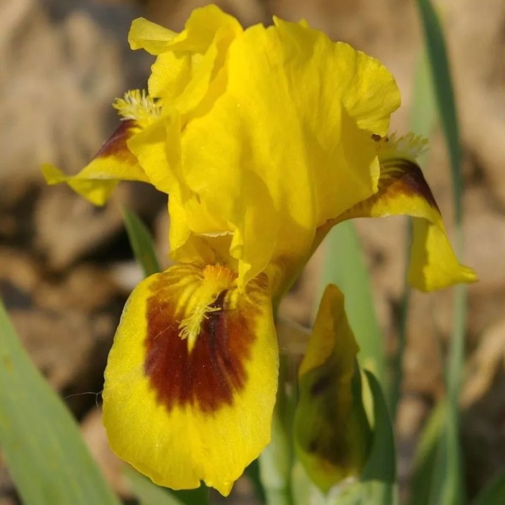 Iris pumila Curio - Dwergbaardiris