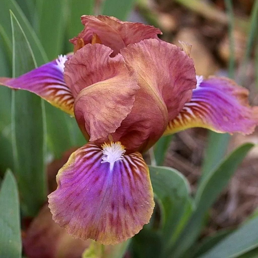 Iris pumila Wee Harry - Dwergbaardiris