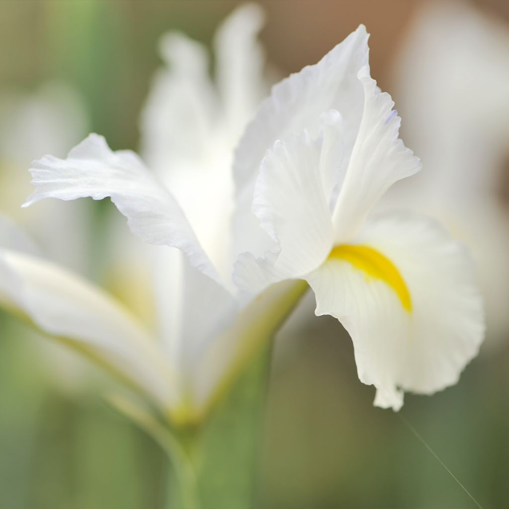 Iris reticulata Louise - Netiris