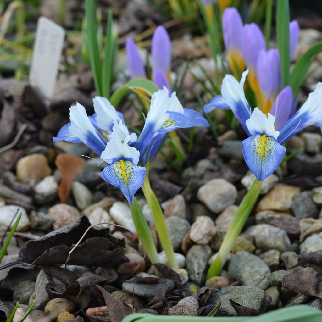 Iris reticulata Sea Breeze - Netiris