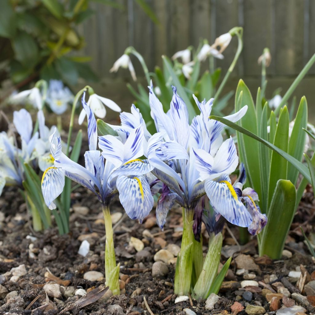 Iris reticulata Sheila Ann Germaney - Netiris