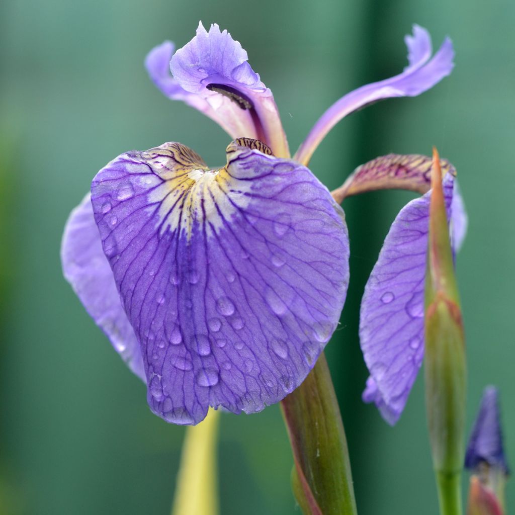 Iris setosa - Borstelige iris