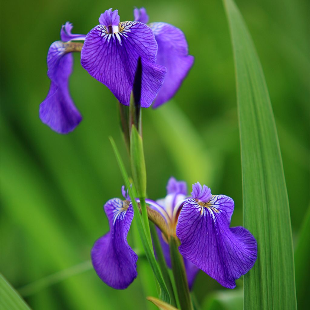 Iris setosa - Borstelige iris