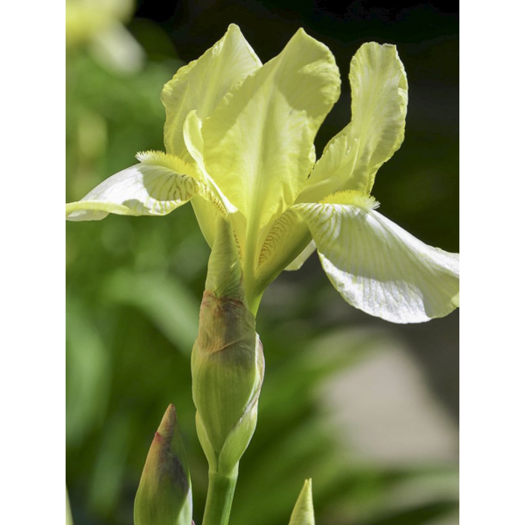 Iris sibirica Chartreuse Bounty - Siberische iris