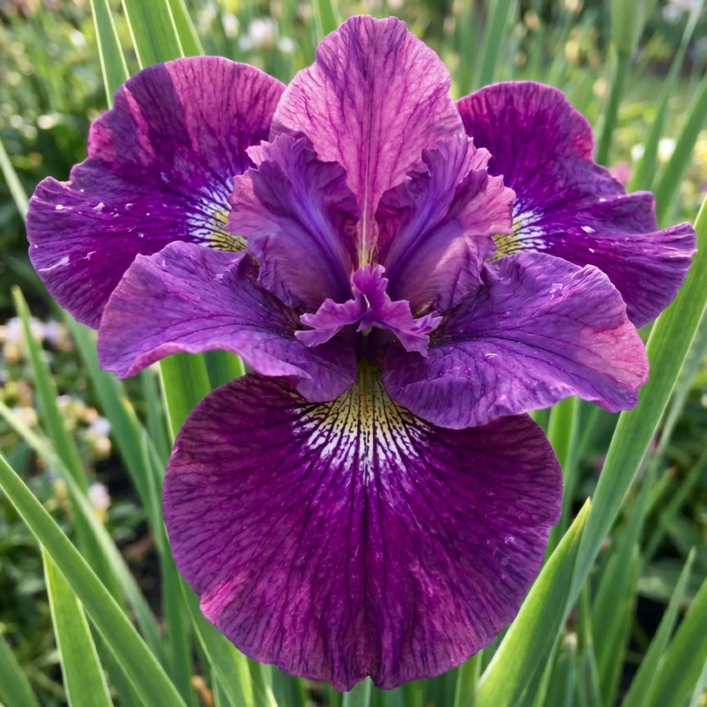 Iris sibirica Spindazzle - Siberische iris