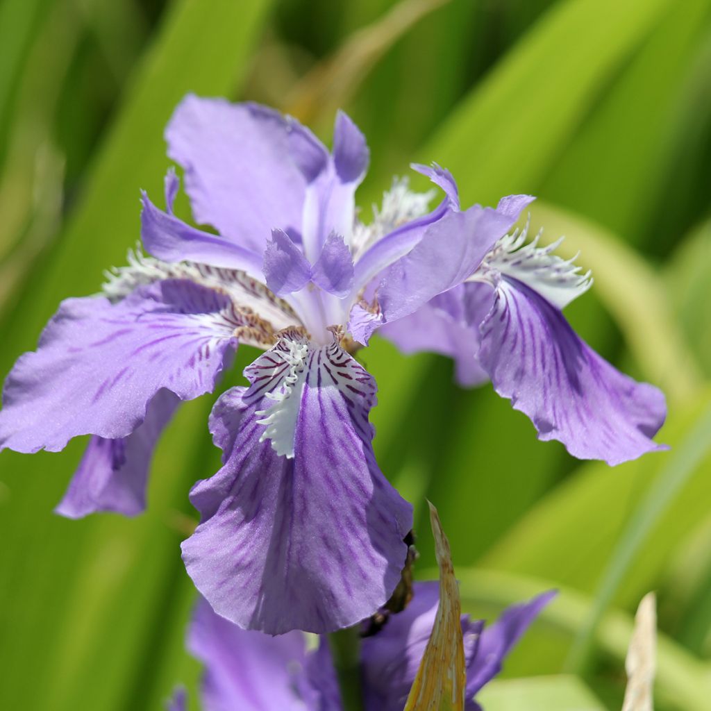 Iris tectorum - Dakiris