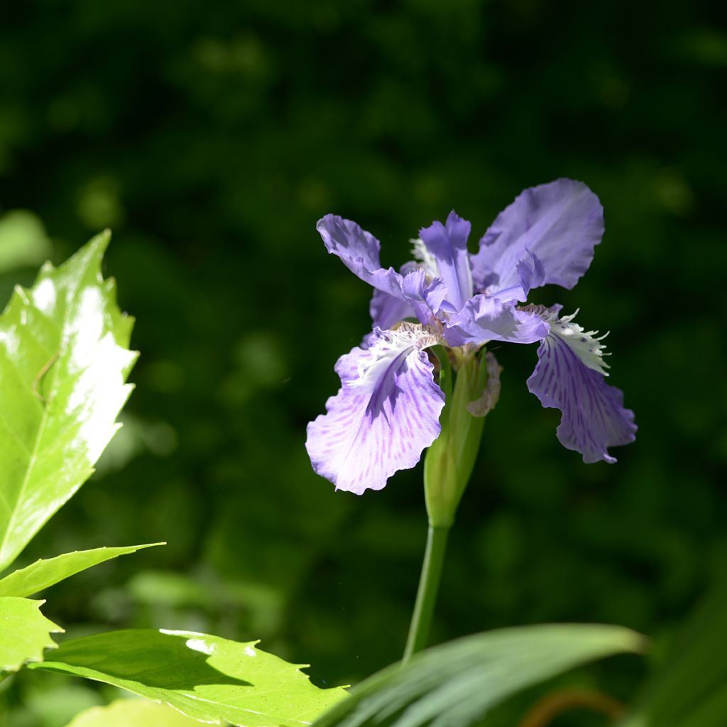 Iris tectorum - Dakiris