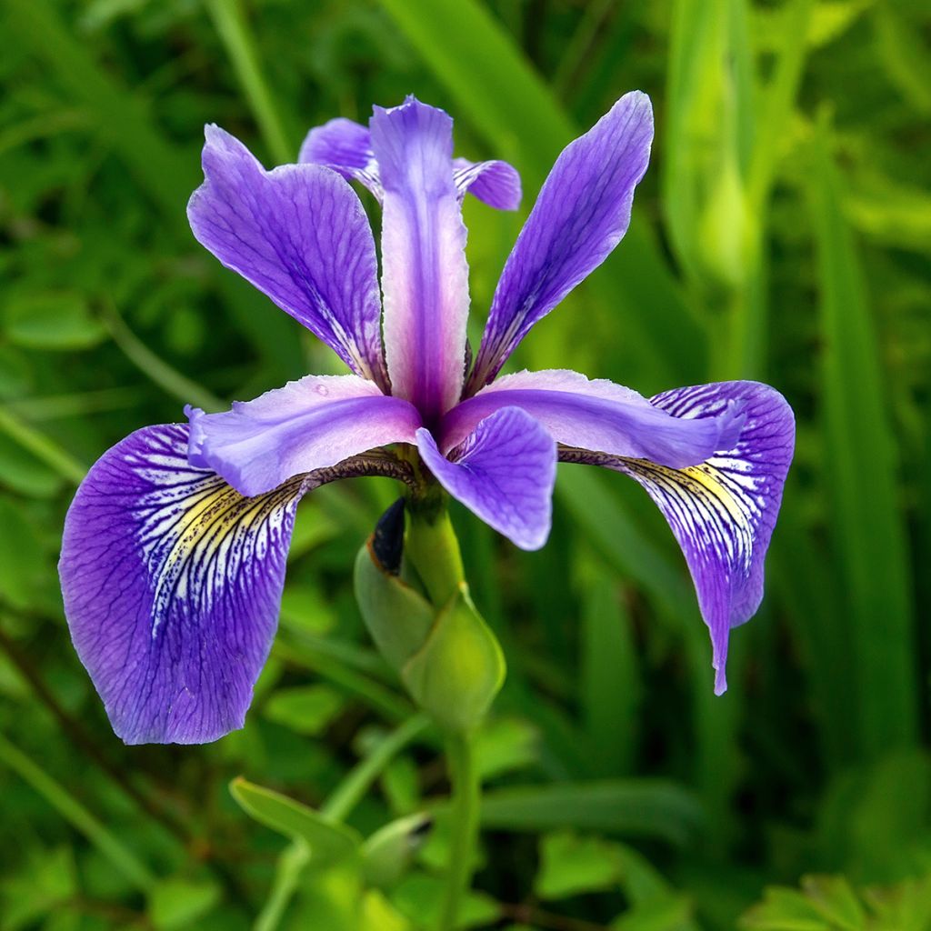Iris versicolor - Noord-Amerikaanse iris