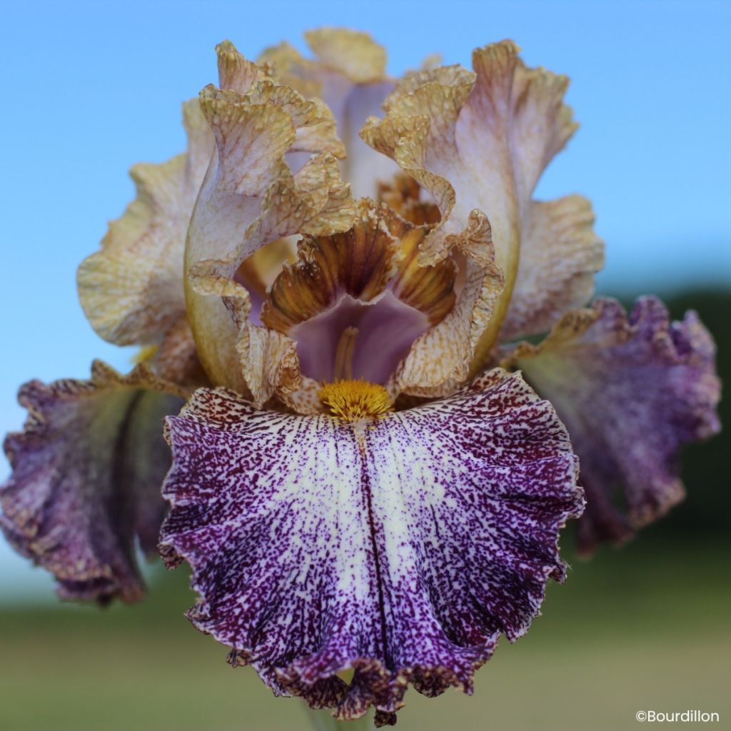 Iris germanica Dipped in Dots - Baardiris