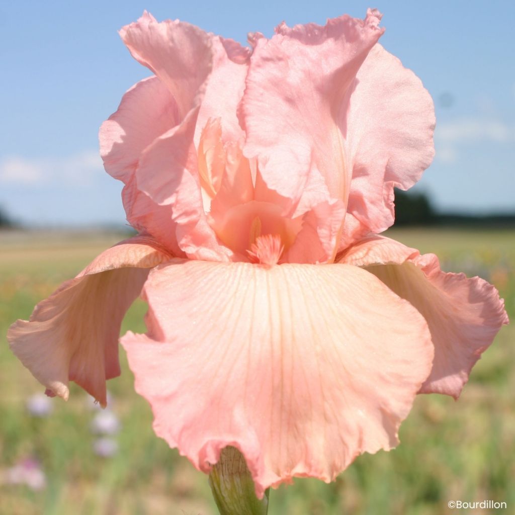 Iris germanica Magical Encounter - Baardiris