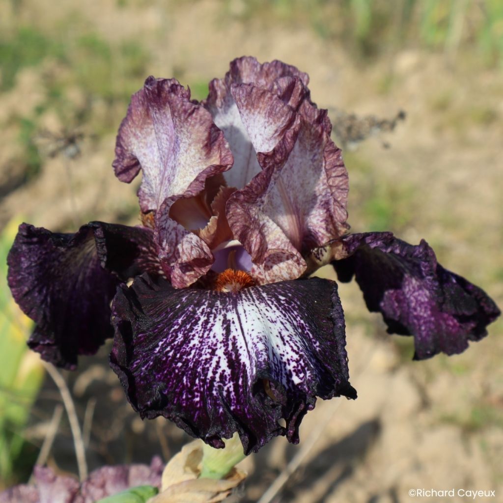 Iris germanica Nuit Galactique - Baardiris