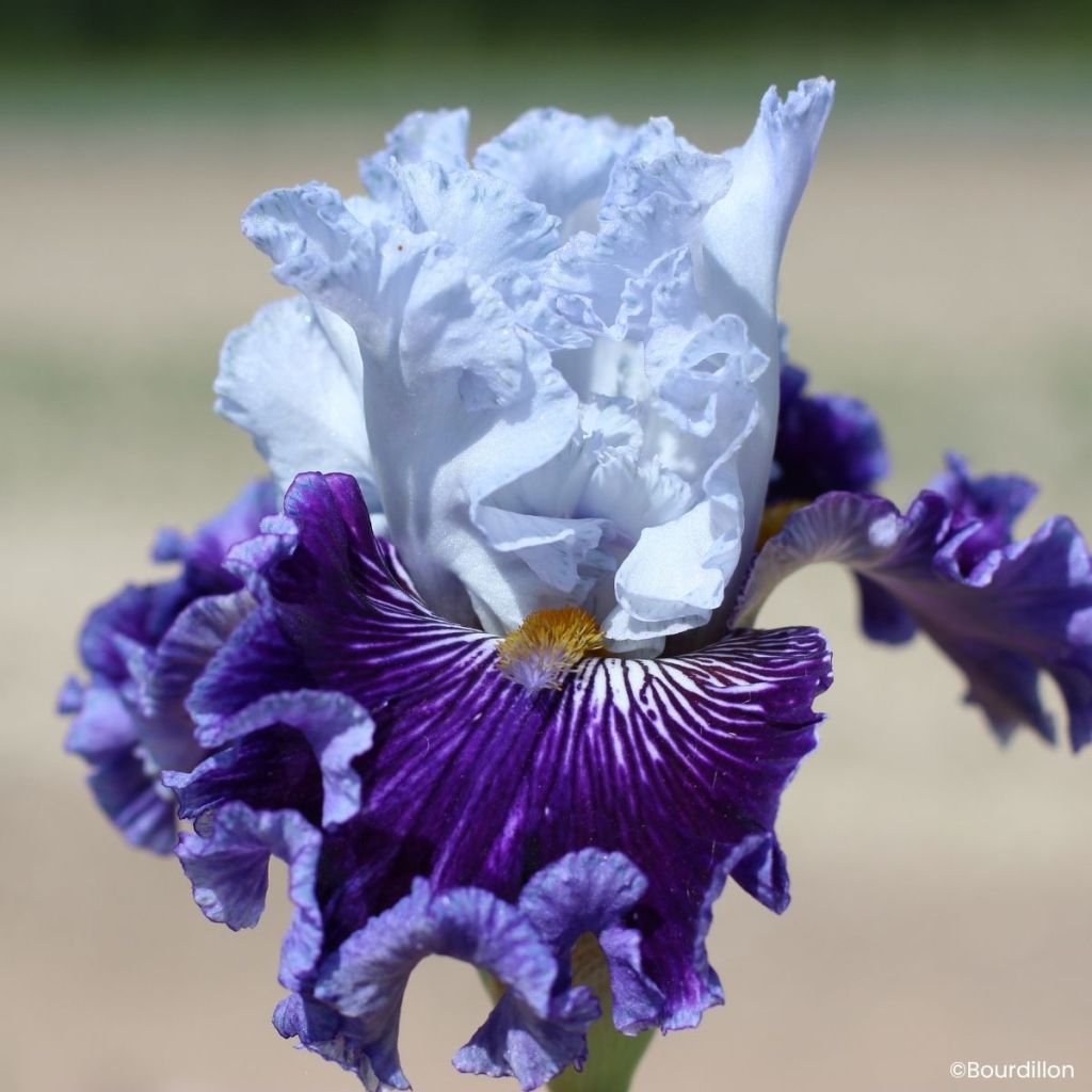 Iris germanica Polar Shift - Baardiris