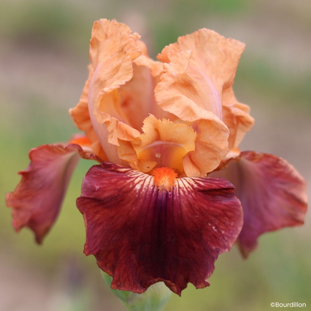 Iris germanica Apricot Toping - Baardiris