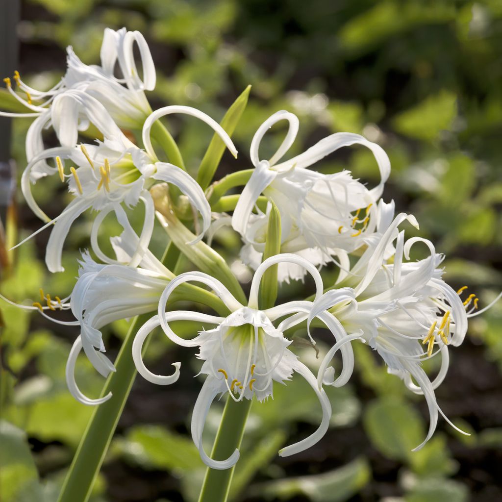 Hymenocallis festalis Wit - Spinlelie