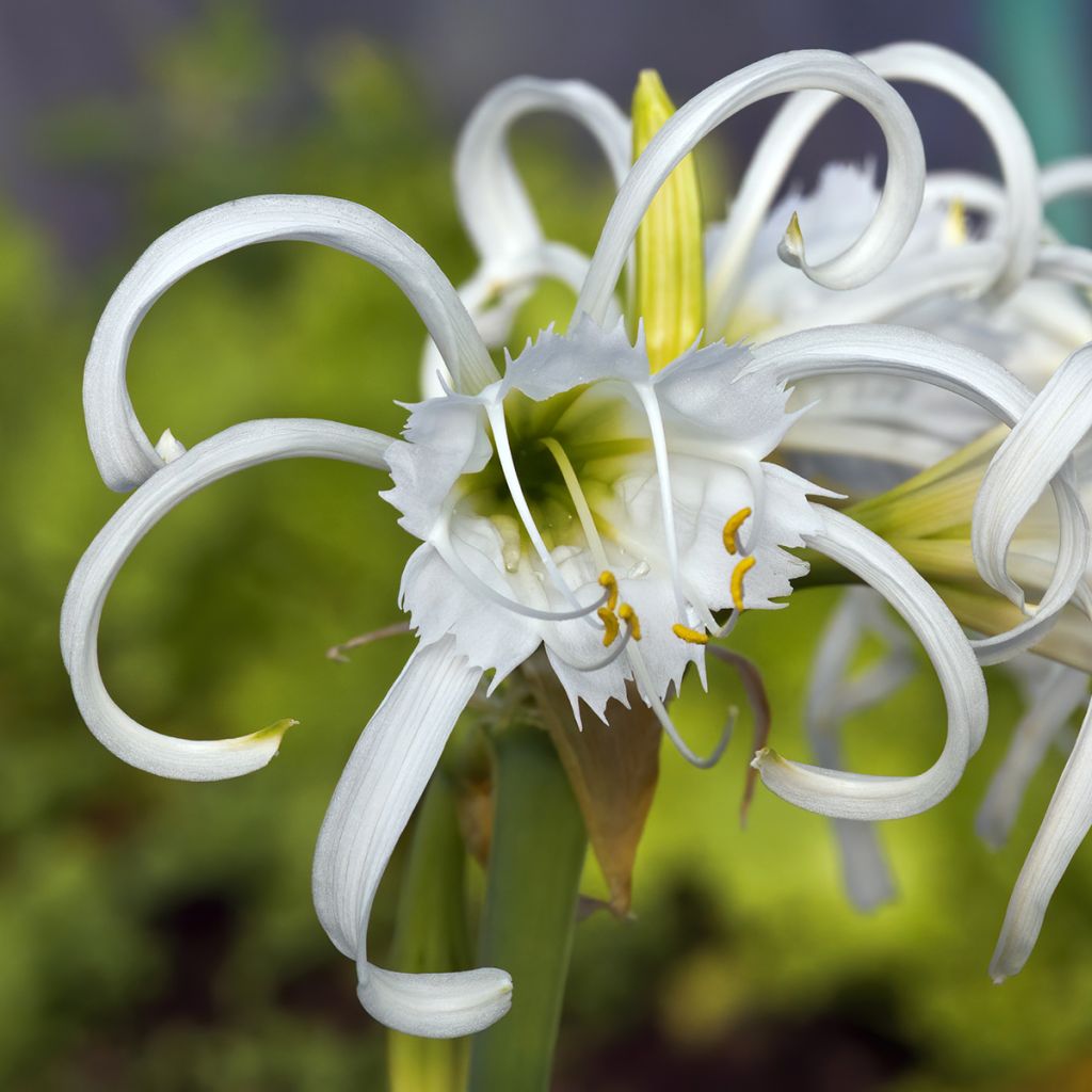 Hymenocallis festalis Wit - Spinlelie