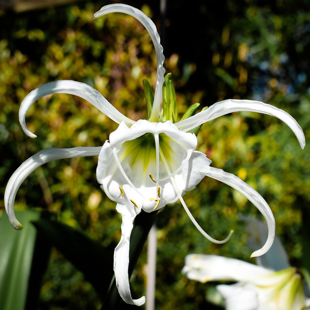 Hymenocallis festalis Wit - Spinlelie