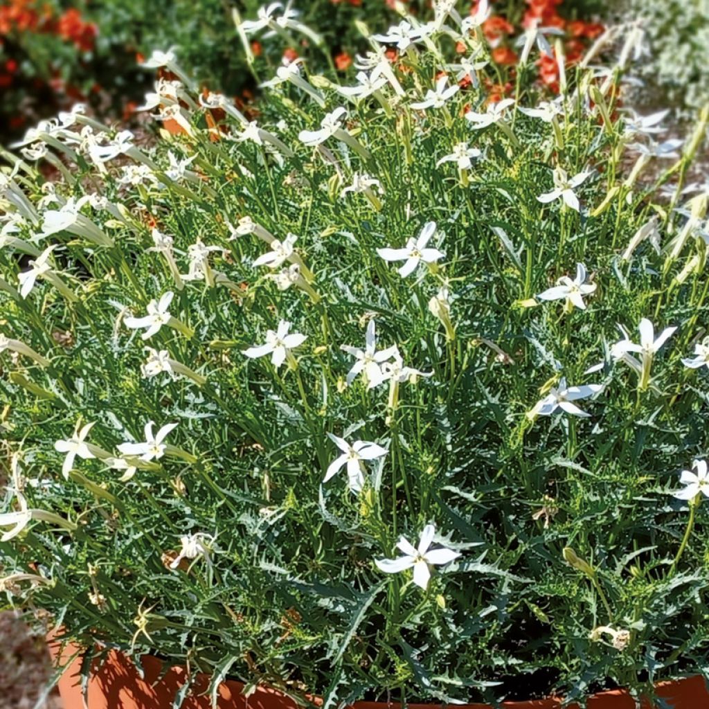 Isotoma Wendys White - Laurentia