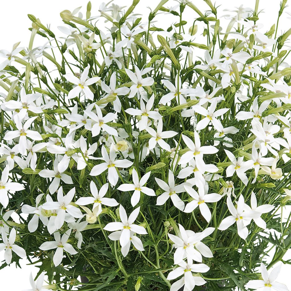 Isotoma Wendys White - Laurentia