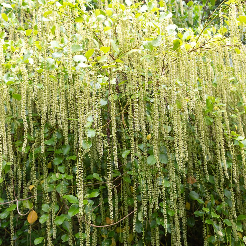 Itea ilicifolia - Bloemwilg