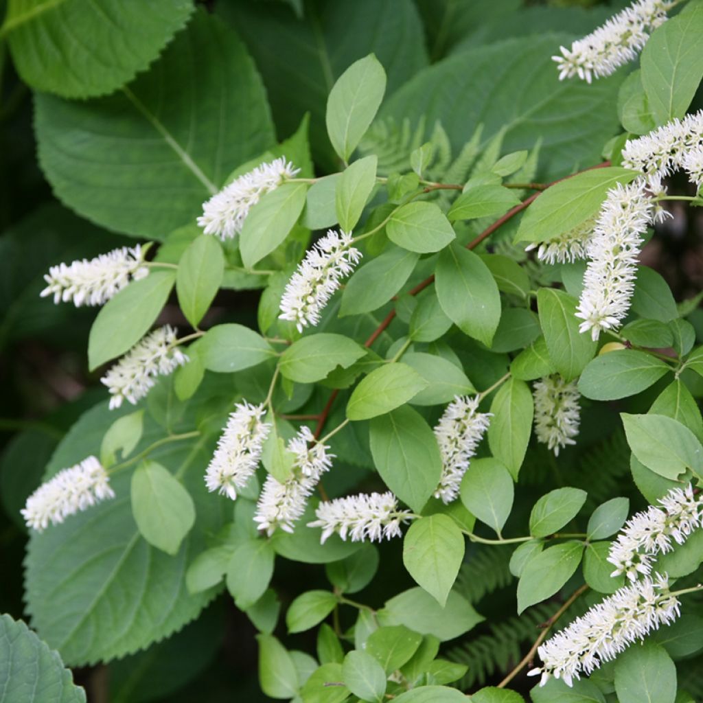 Itea virginica - Bloemwilg