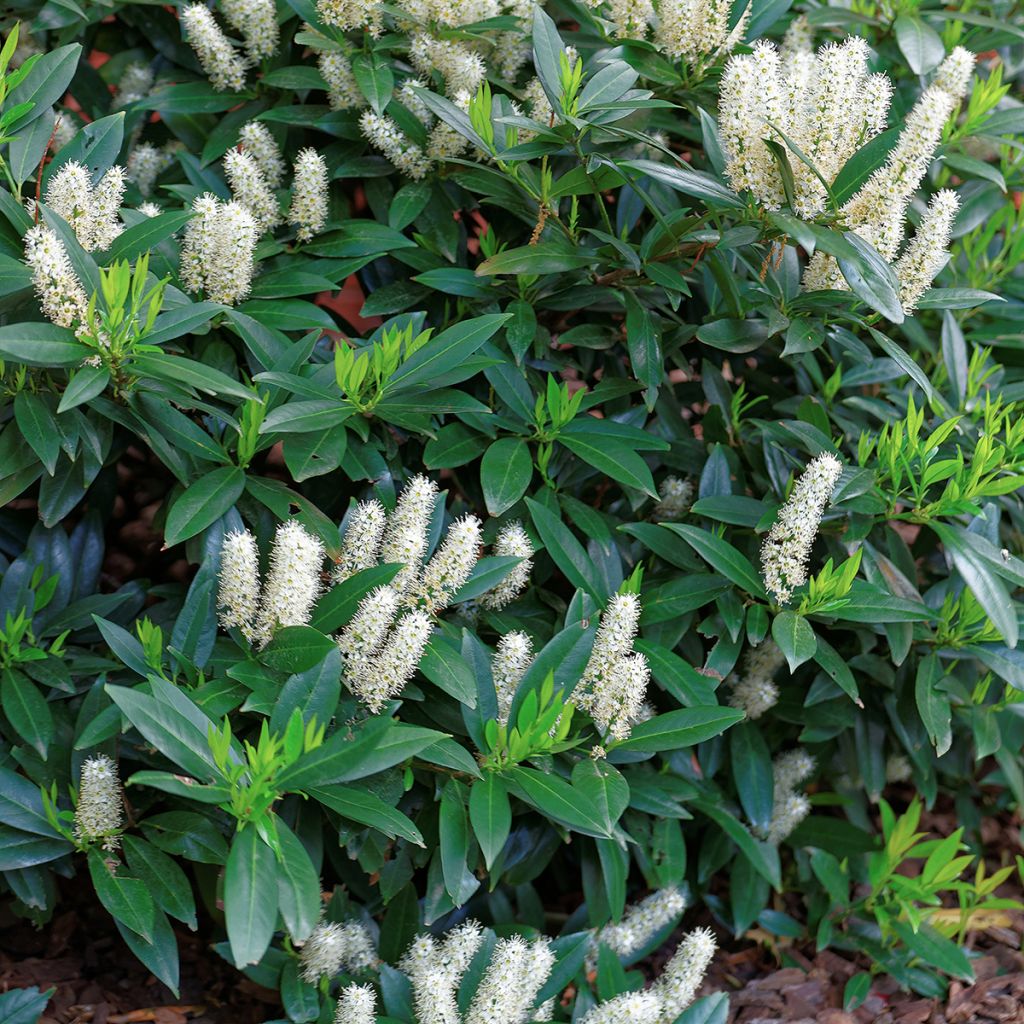 Itea virginica Little Henry - Bloemwilg