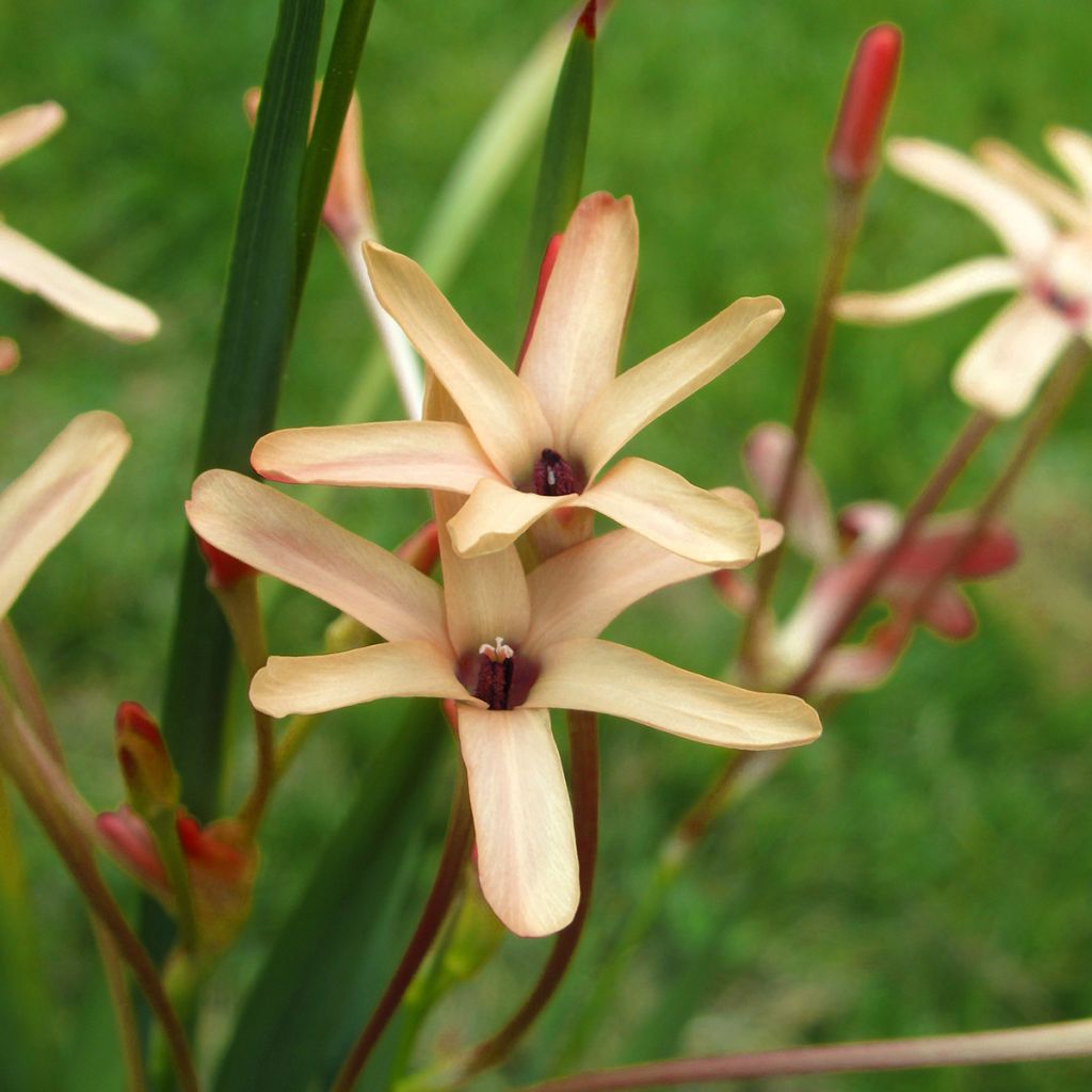 Ixia paniculata Eos - Afrikaaanse lis